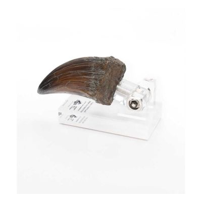 Jurassic Park statuette T-Rex Hand Claw 13 cm